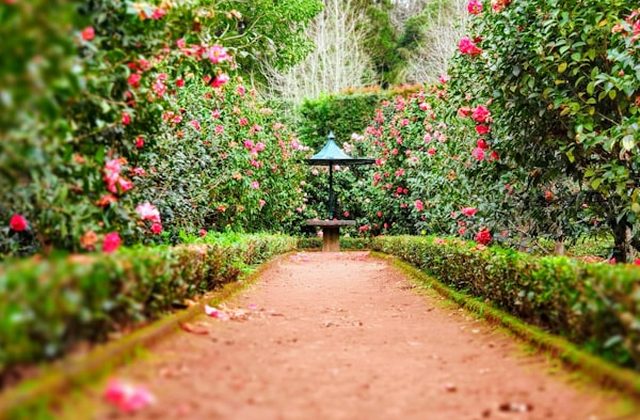 Backyard landscaping
